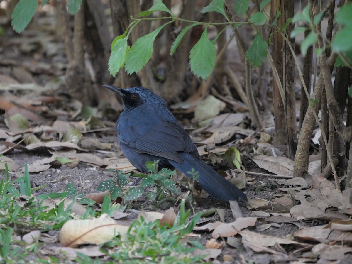 Blue Mockingbird - ML640645810