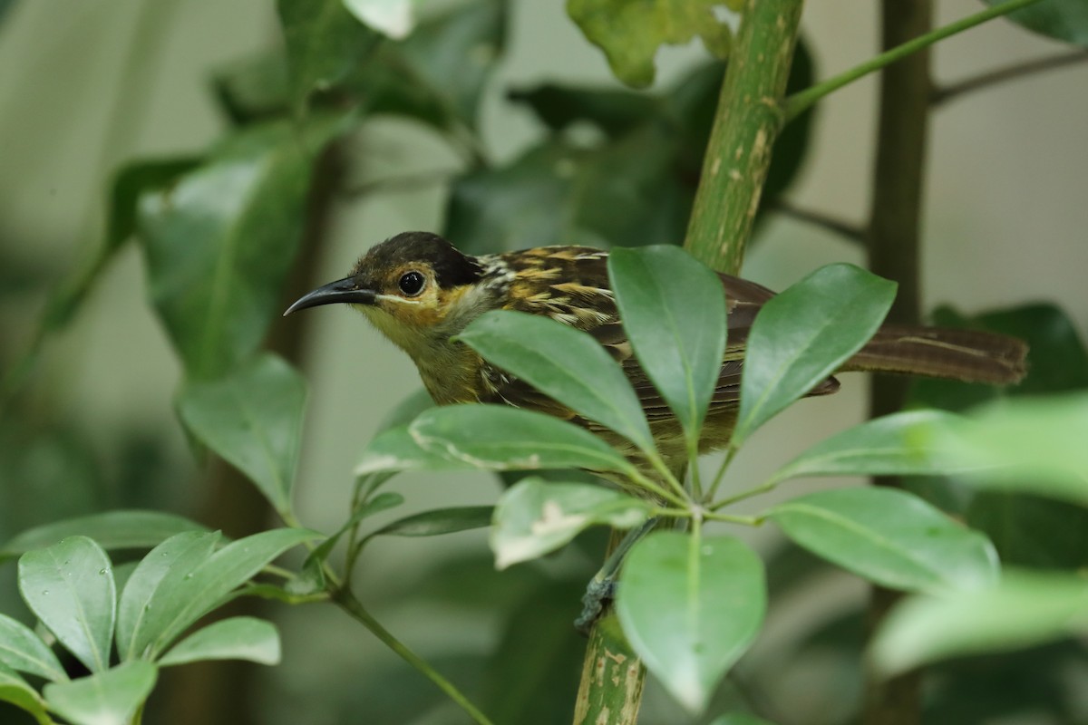 Macleay's Honeyeater - ML640645811
