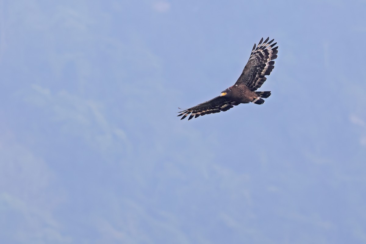 Crested Serpent-Eagle - ML640645812