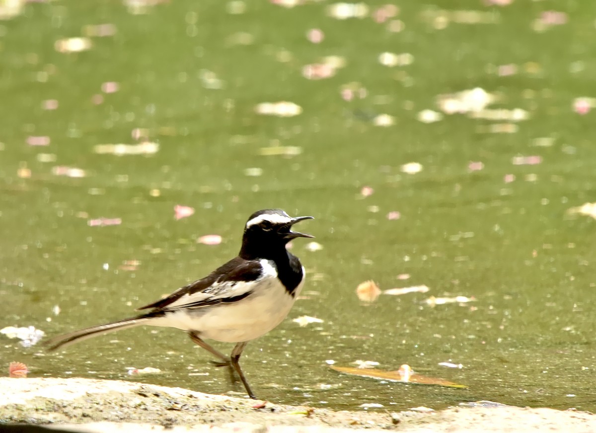 White-browed Wagtail - ML640645817