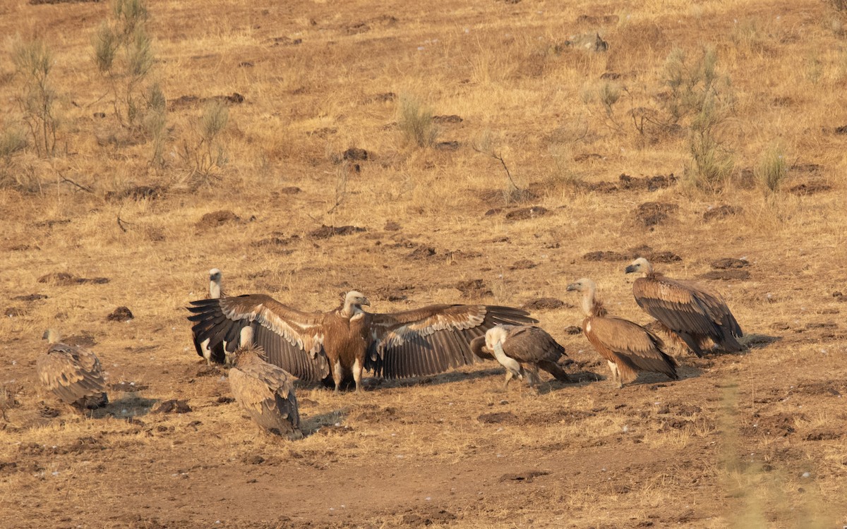 Eurasian Griffon - ML640645820