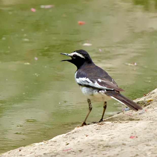 White-browed Wagtail - ML640645821