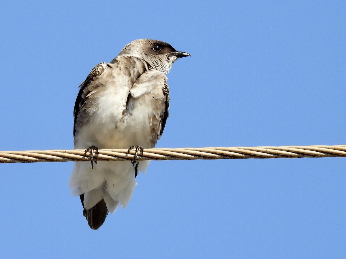 Brown-chested Martin - ML640645822