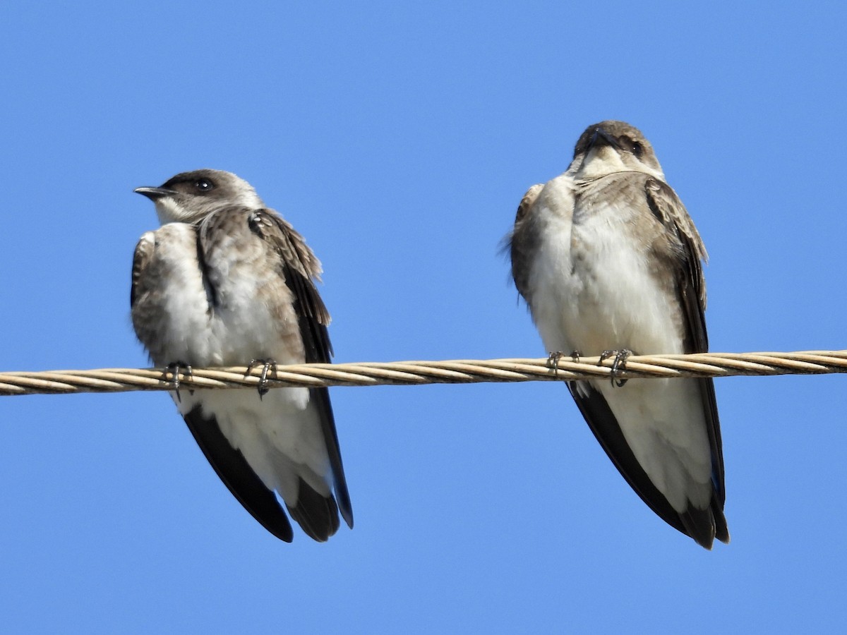 Brown-chested Martin - ML640645823