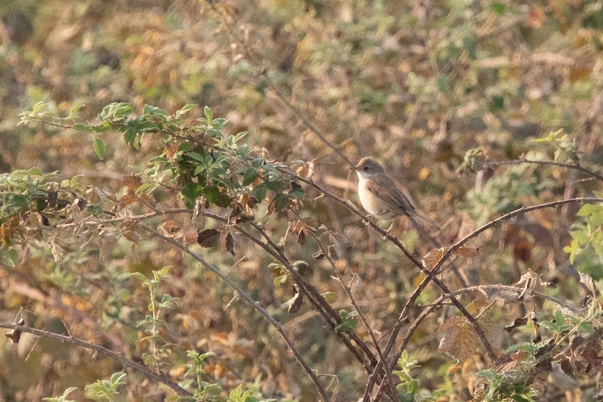 Spectacled Warbler - ML640645825