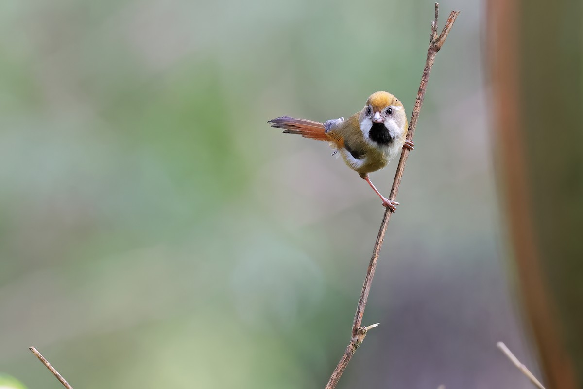 Golden Parrotbill - ML640645849