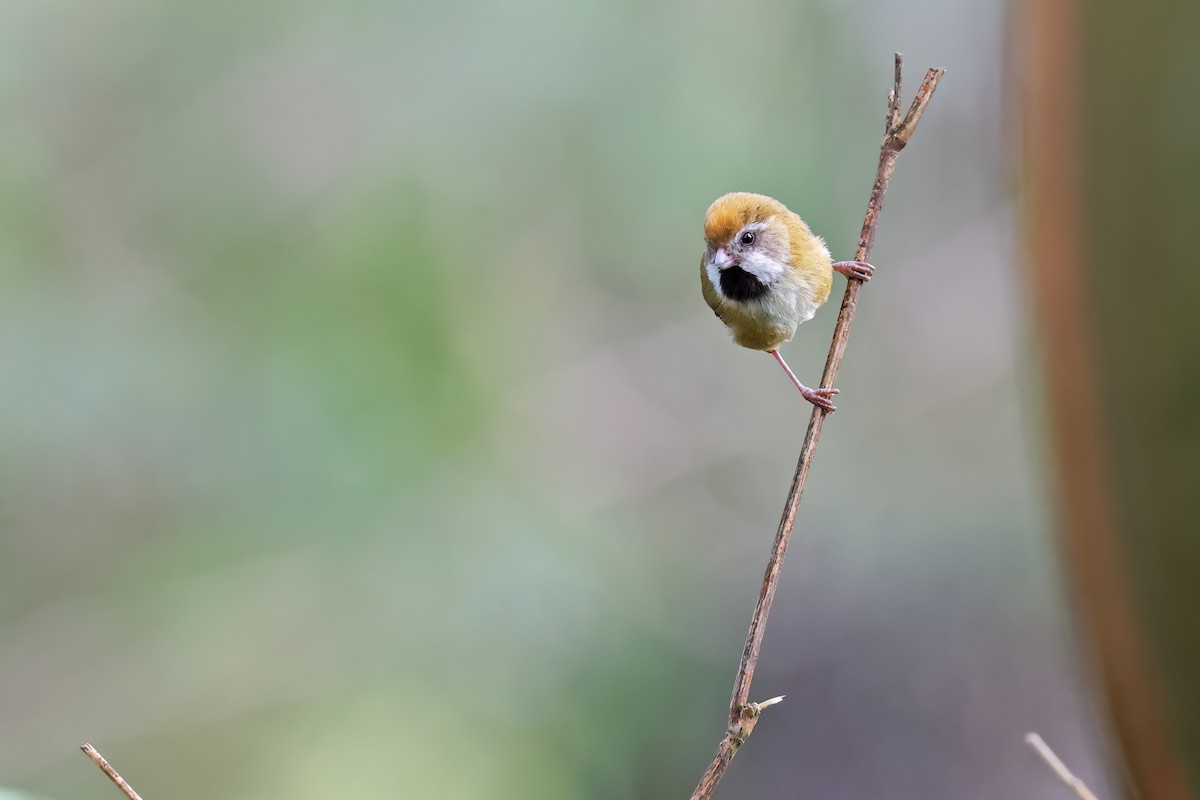 Golden Parrotbill - ML640645850