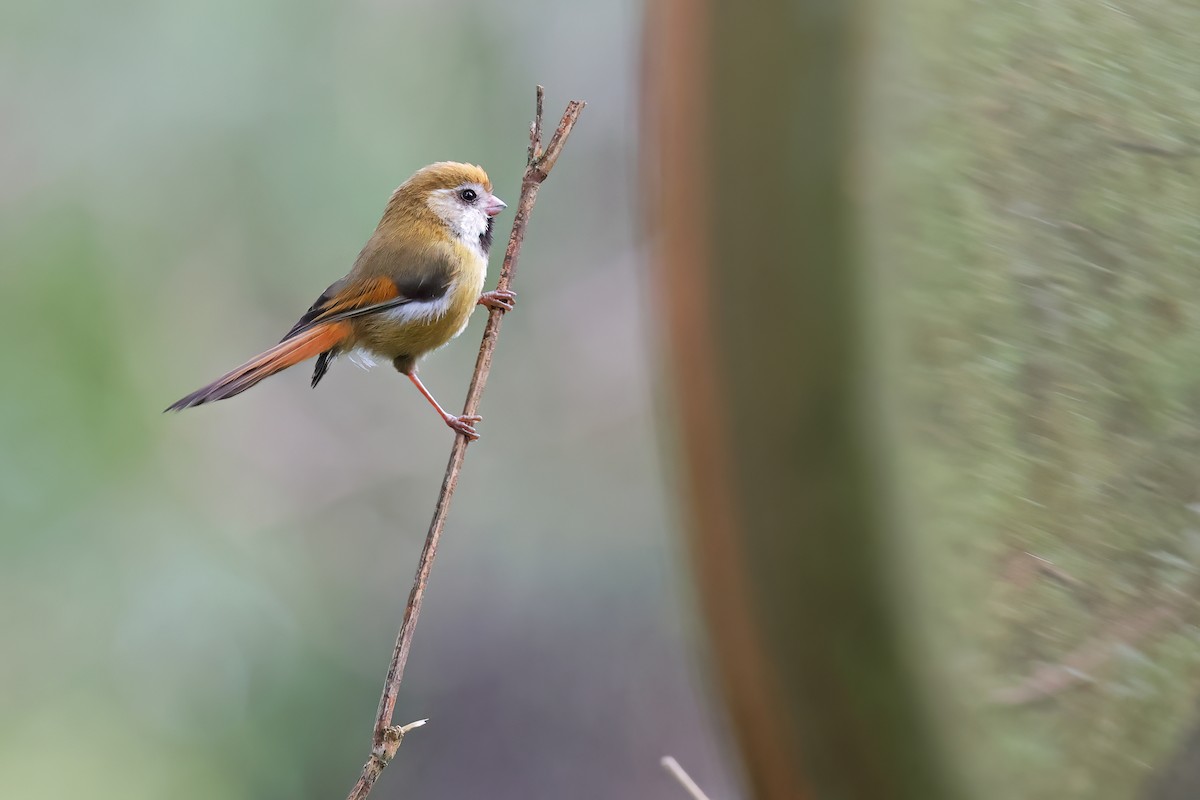 Golden Parrotbill - ML640645851