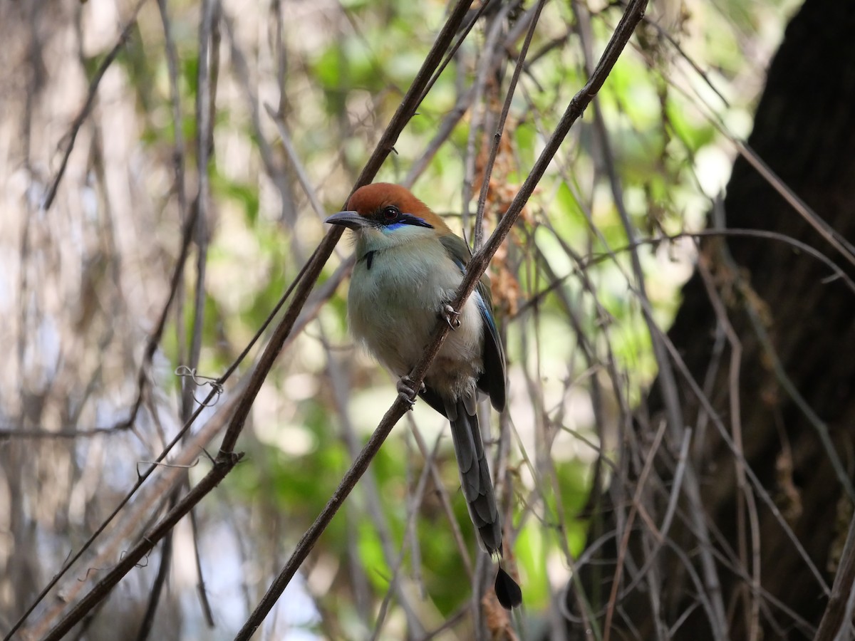Russet-crowned Motmot - ML640645852