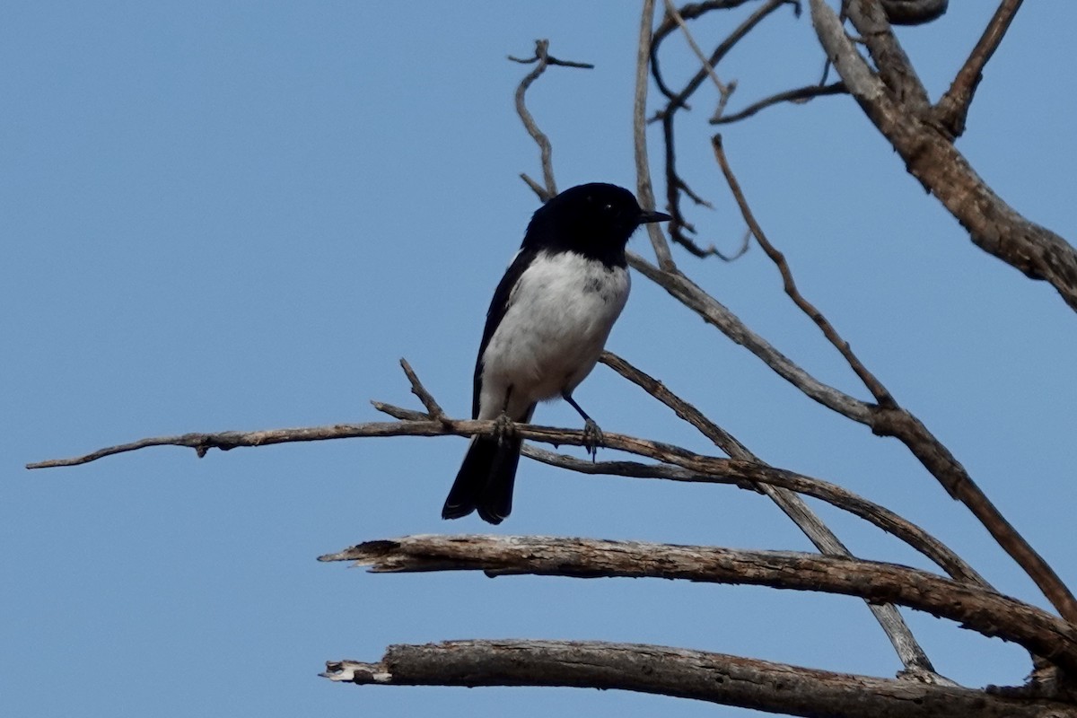 Hooded Robin - ML640645873