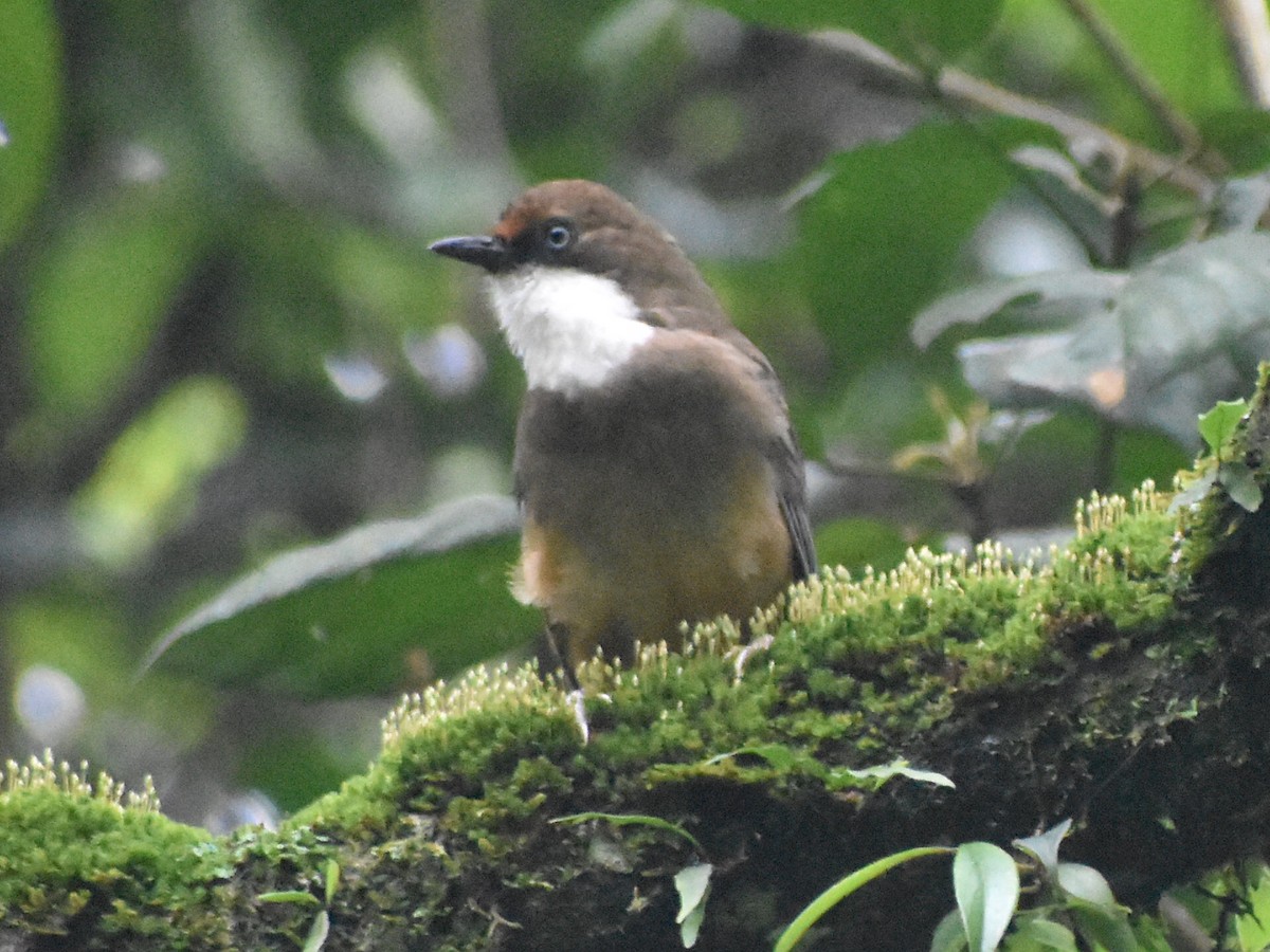 White-throated Laughingthrush - ML640645923