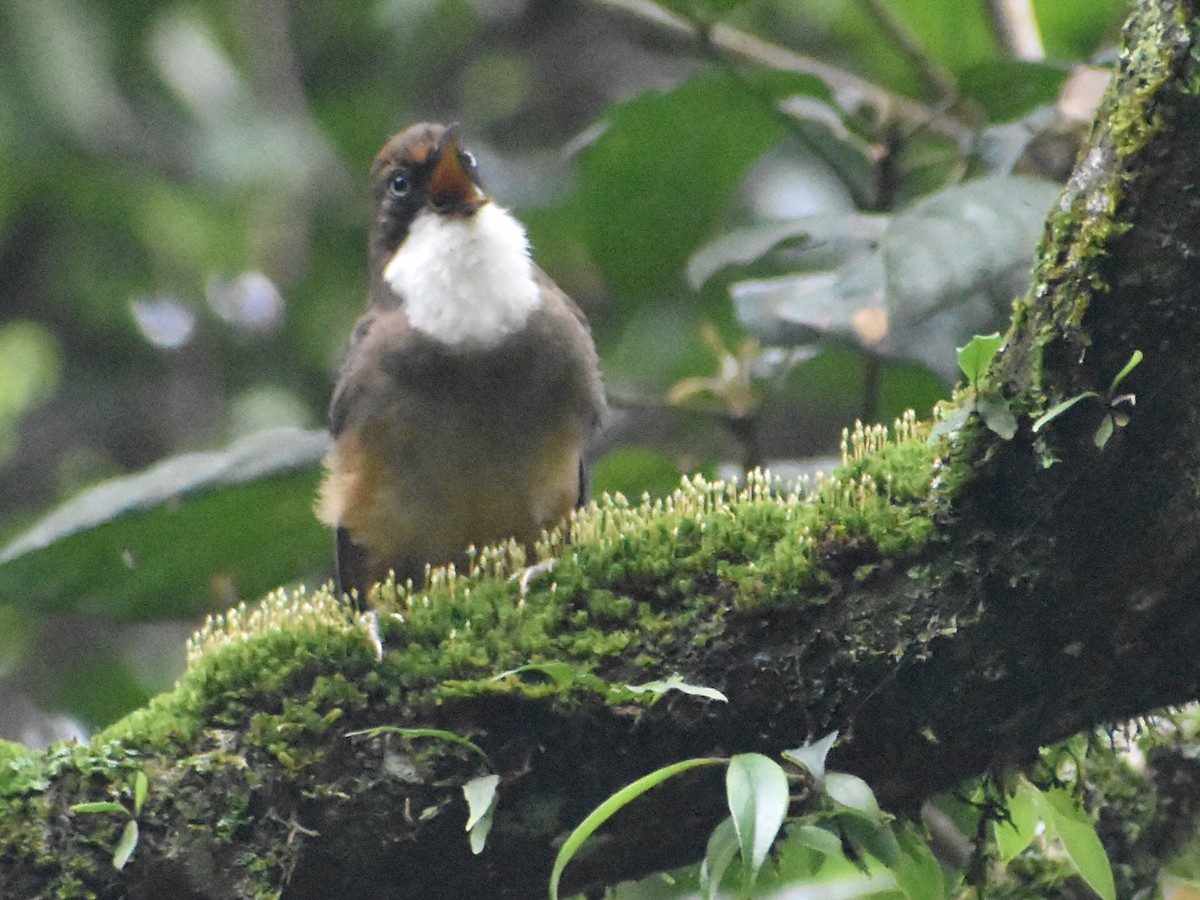 White-throated Laughingthrush - ML640645925