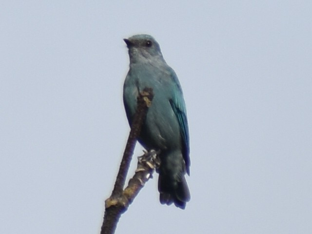 Verditer Flycatcher - ML640645932