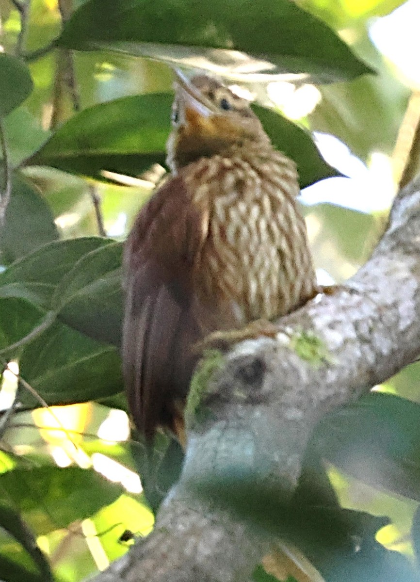 Pale-browed Treehunter - ML640646006