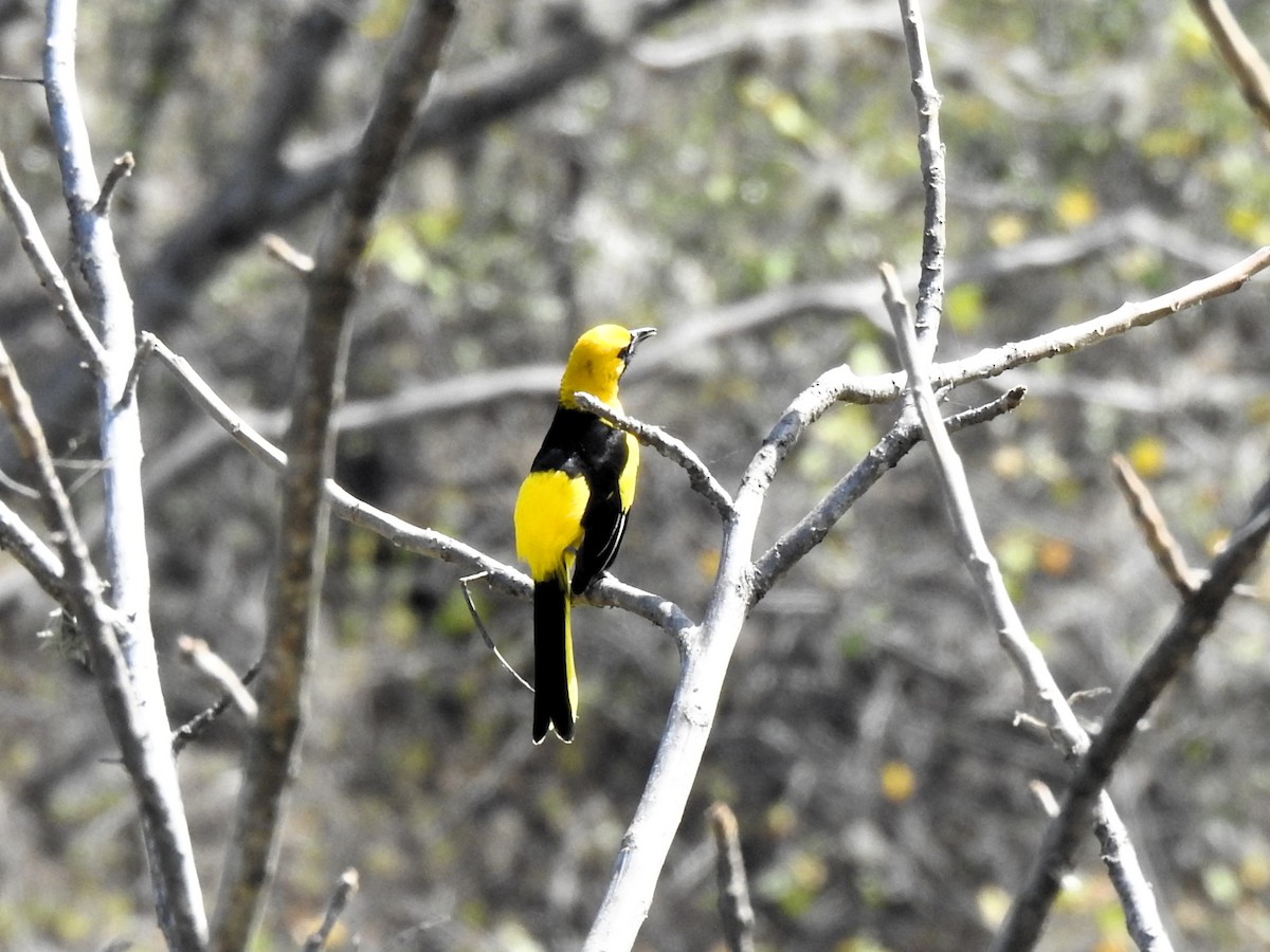 Yellow-tailed Oriole - ML640646235