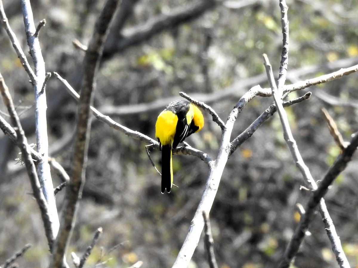 Yellow-tailed Oriole - ML640646236