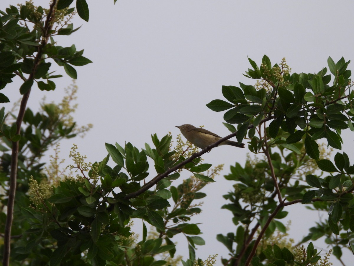 Canary Islands Chiffchaff - ML640646248