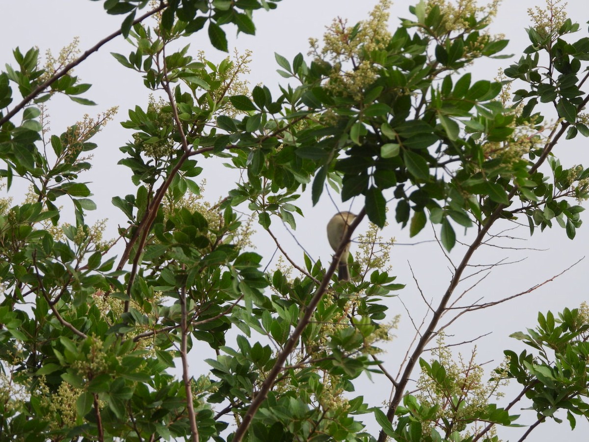 Canary Islands Chiffchaff - ML640646249