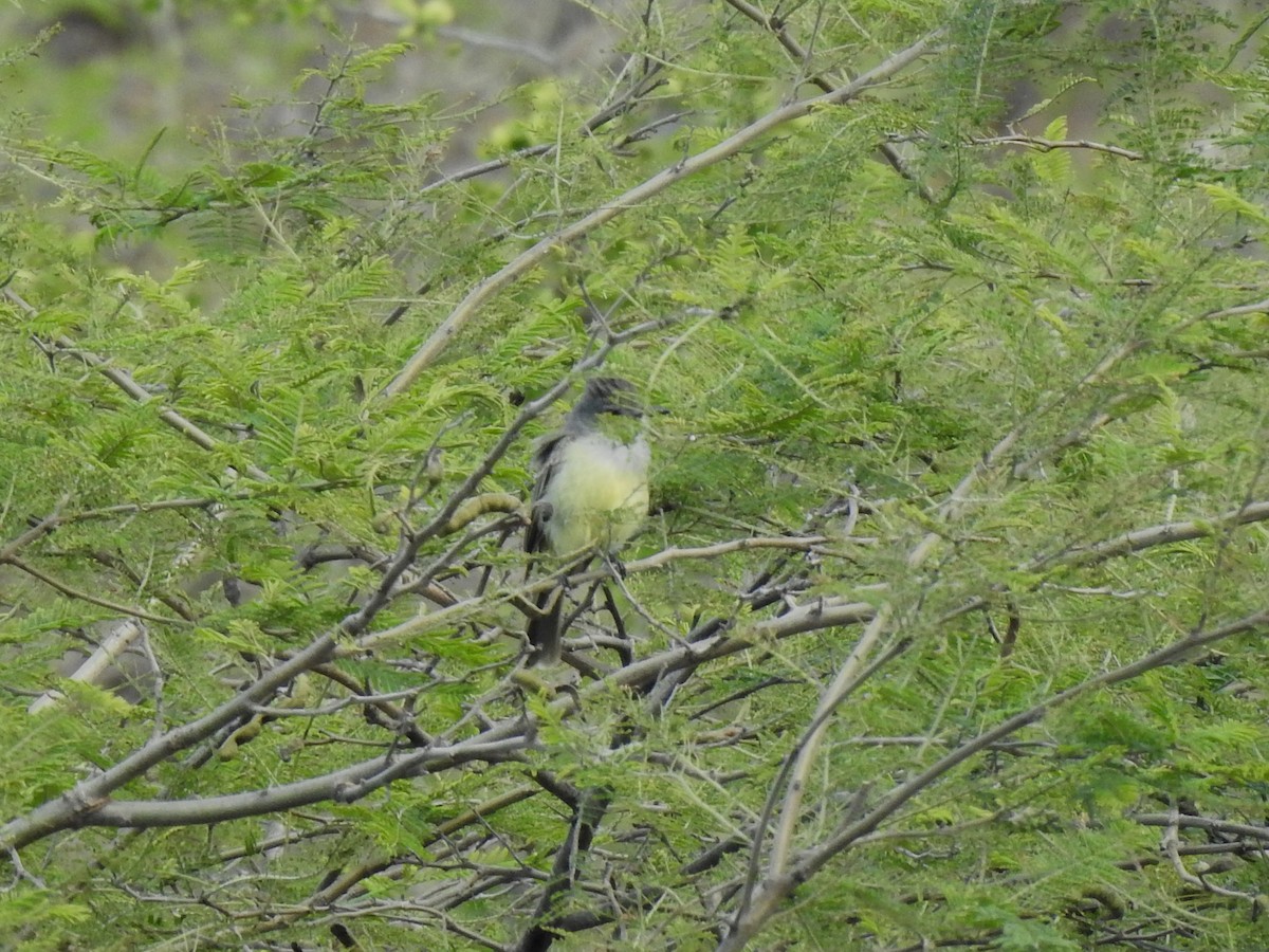 Sooty-crowned Flycatcher - ML640646345