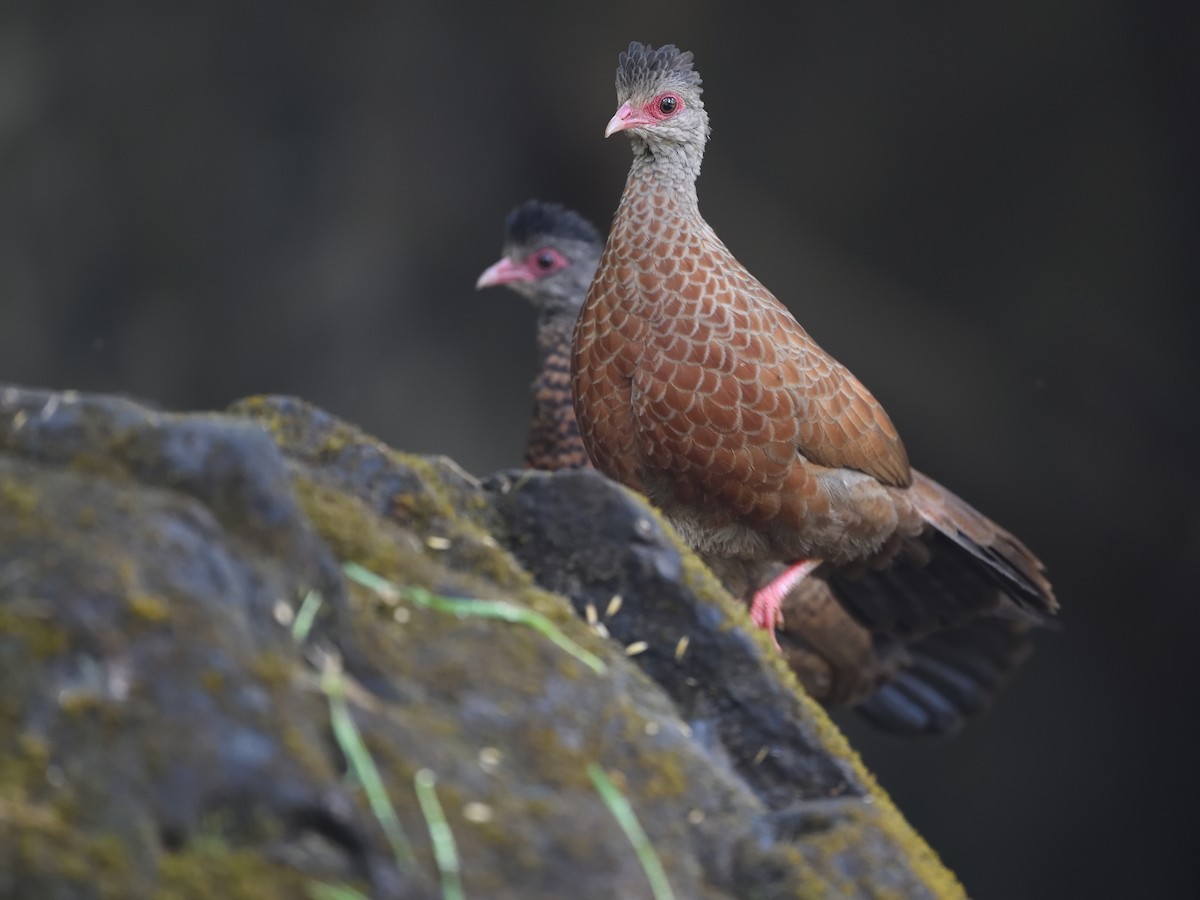 Galloperdrix rouge - ML640646348