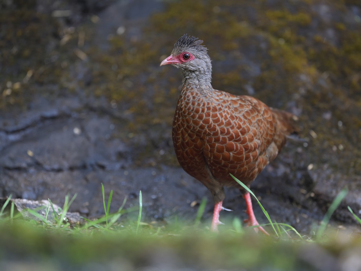 Galloperdrix rouge - ML640646350