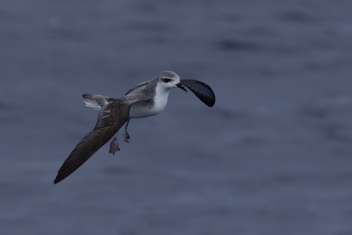 Cook's Petrel - ML640646373