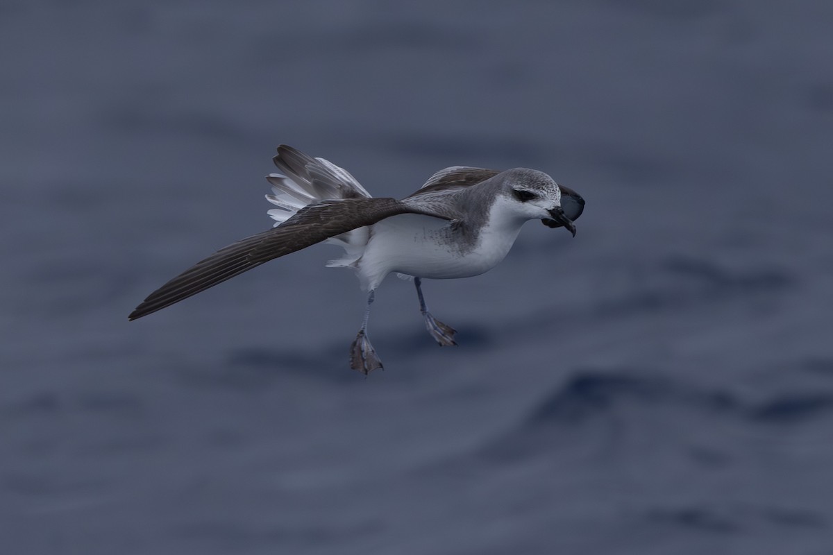 Cook's Petrel - ML640646376