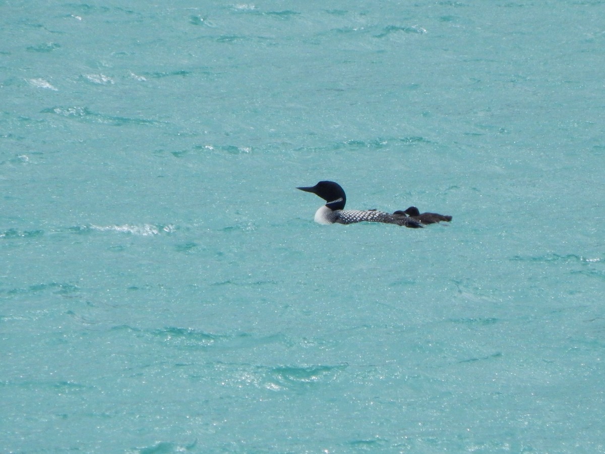 Common Loon - ML640646388