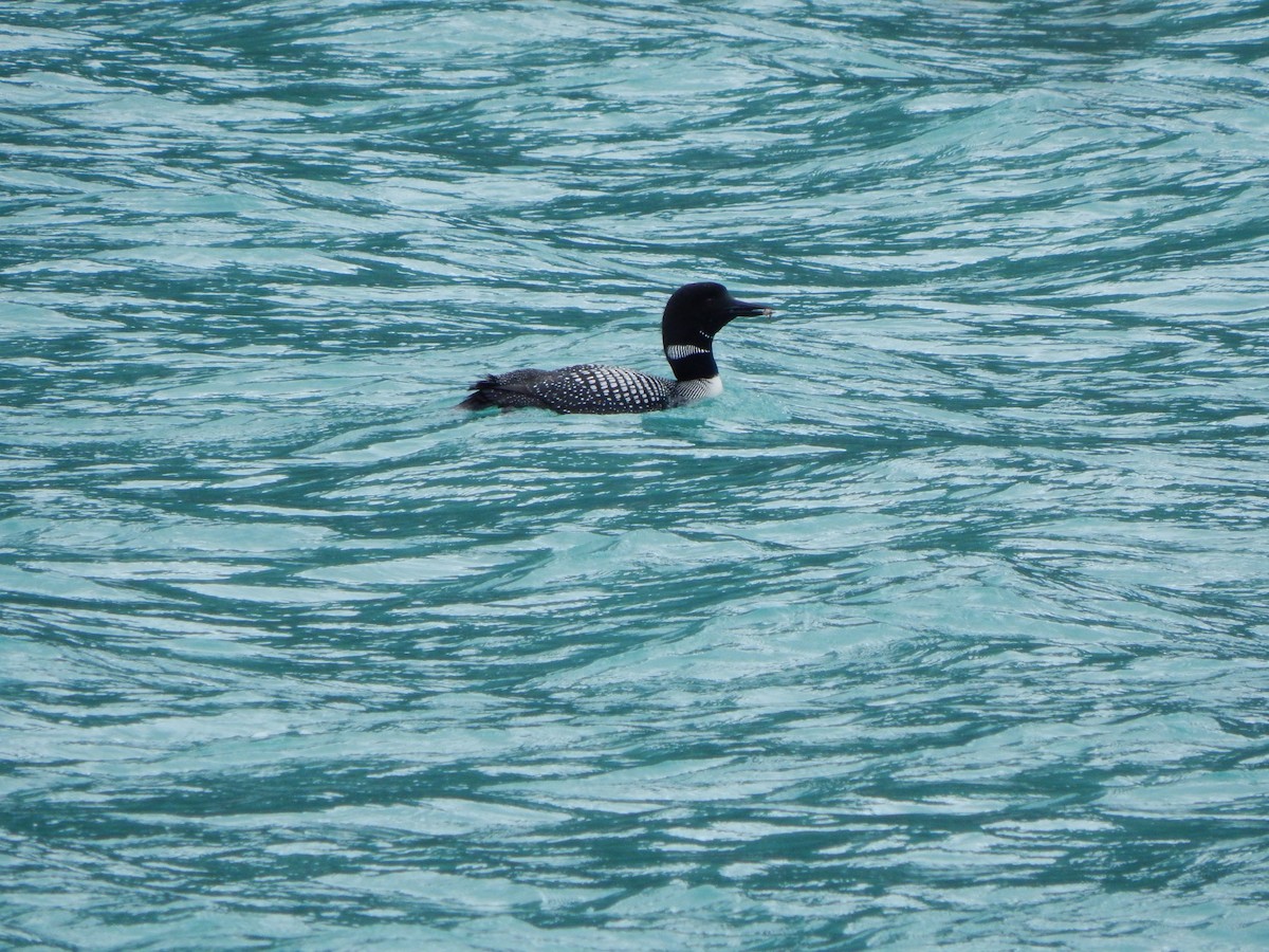 Common Loon - ML640646389