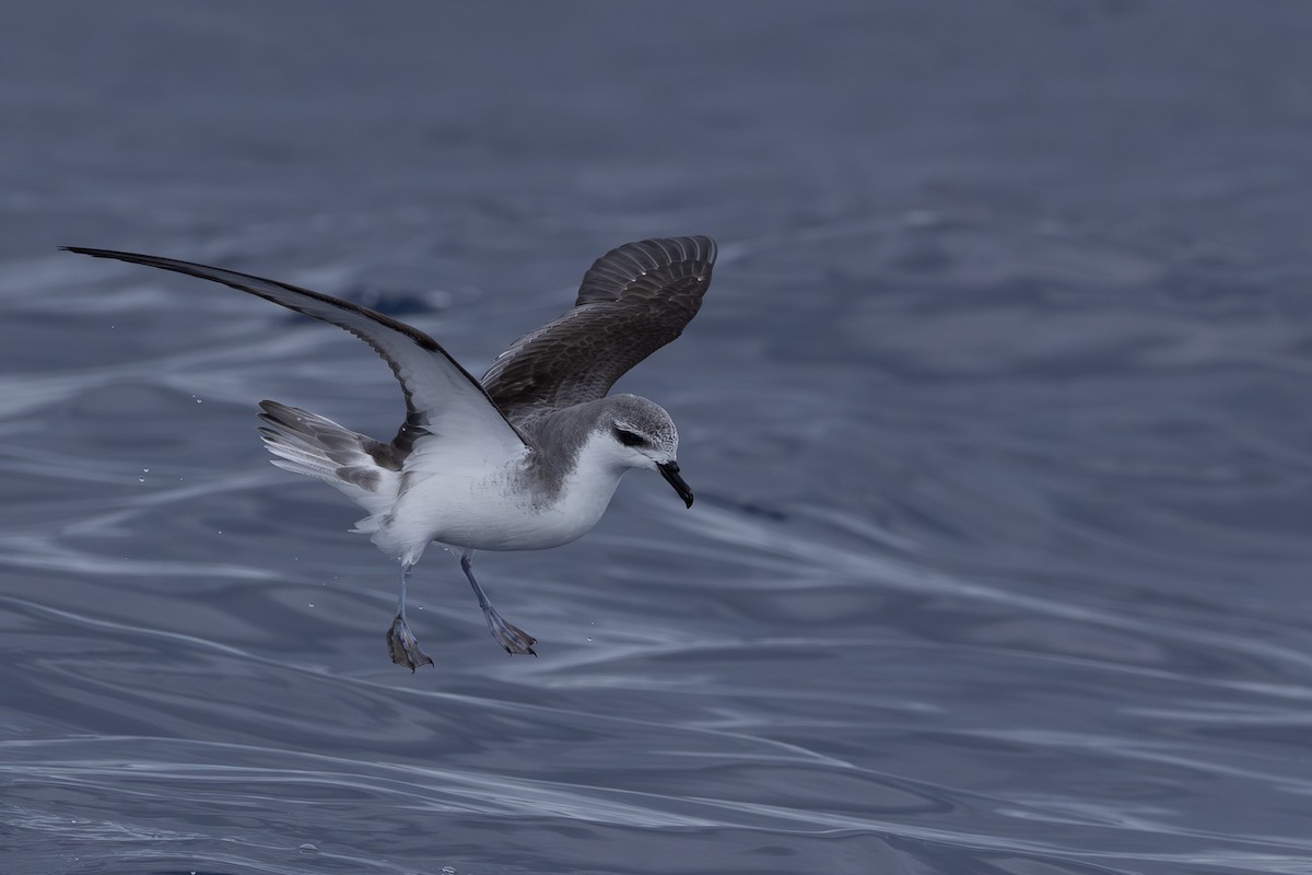 Cook's Petrel - ML640646391