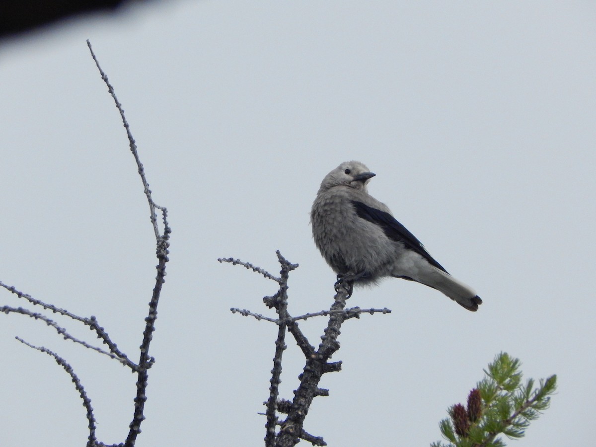 Clark's Nutcracker - ML640646429