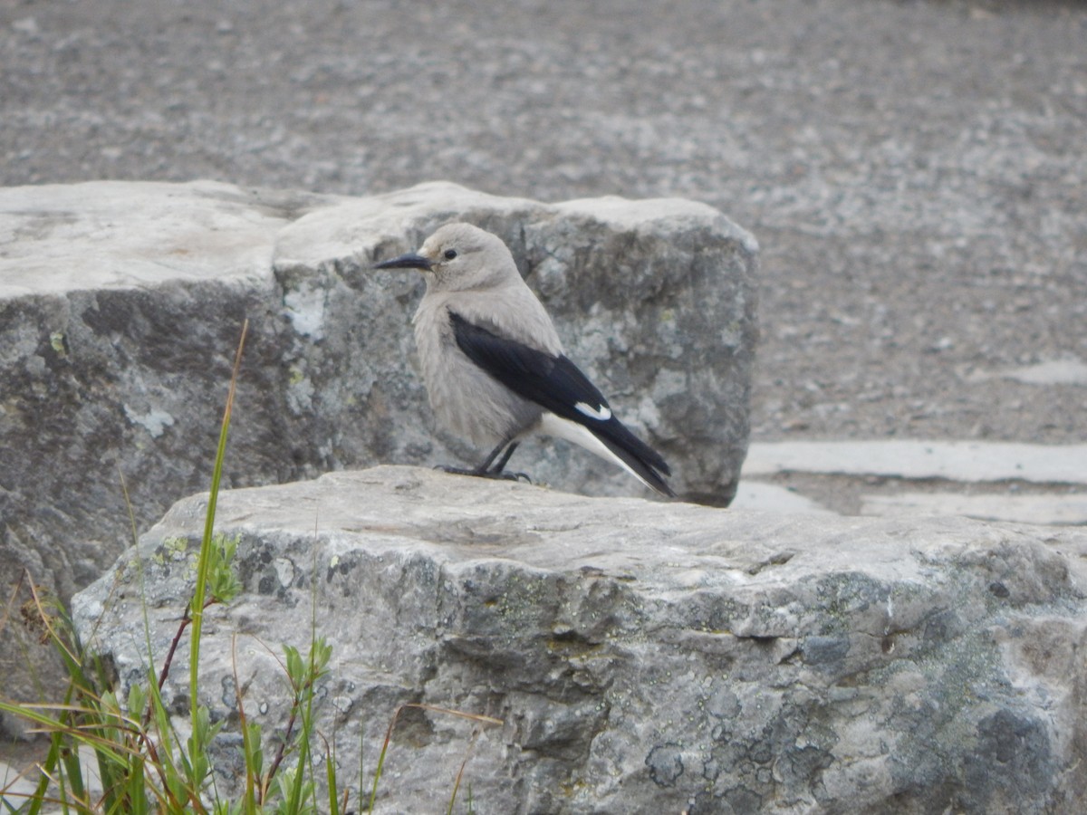 Clark's Nutcracker - ML640646430