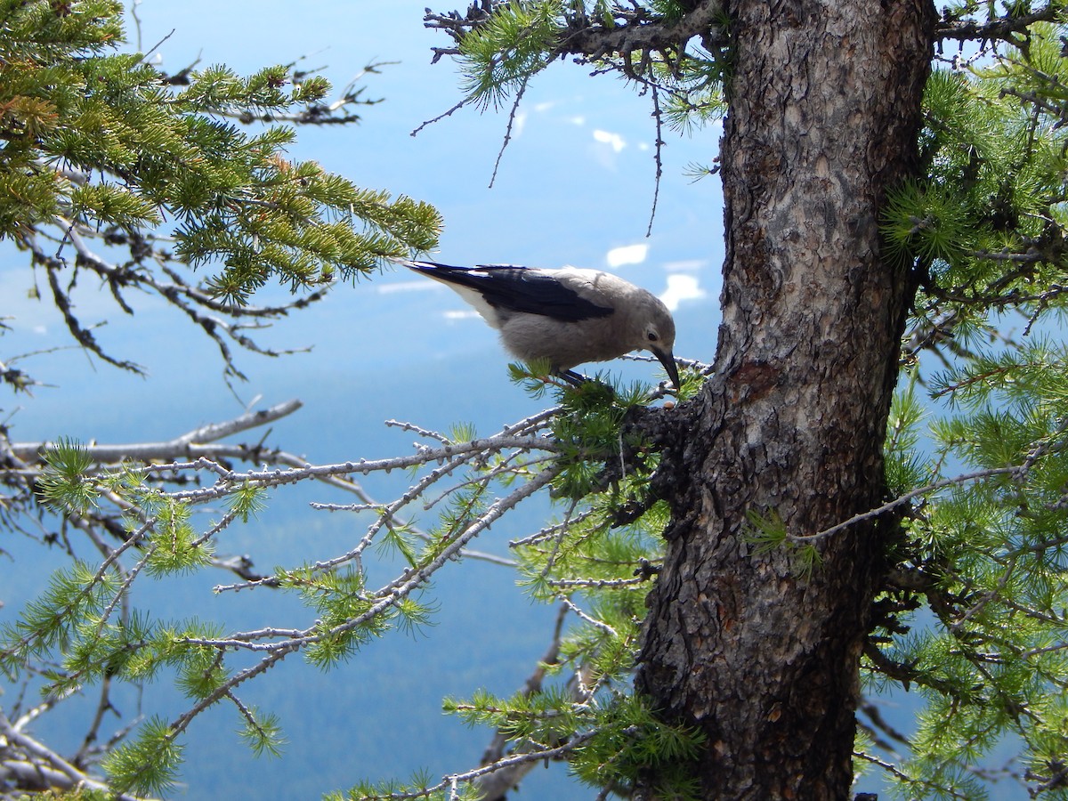 Clark's Nutcracker - ML640646431