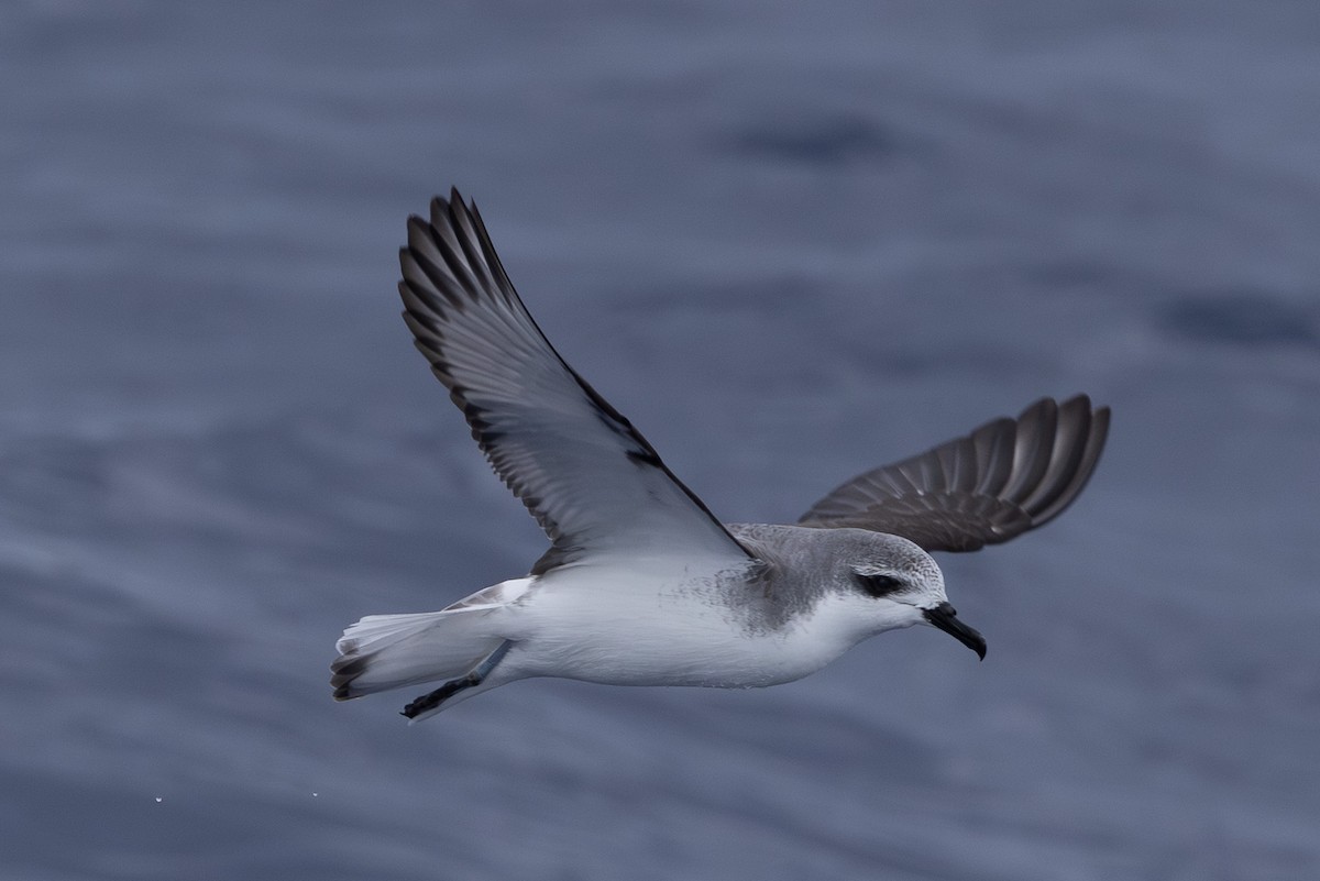 Cook's Petrel - ML640646434
