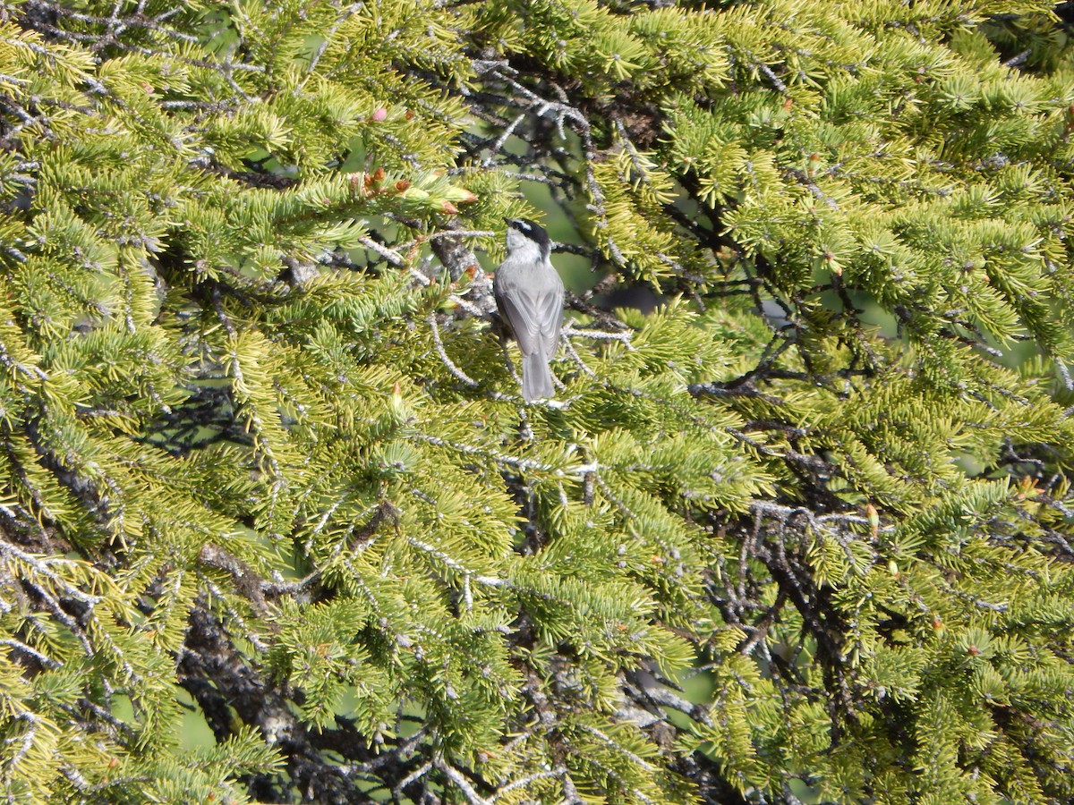 Mountain Chickadee - ML640646435