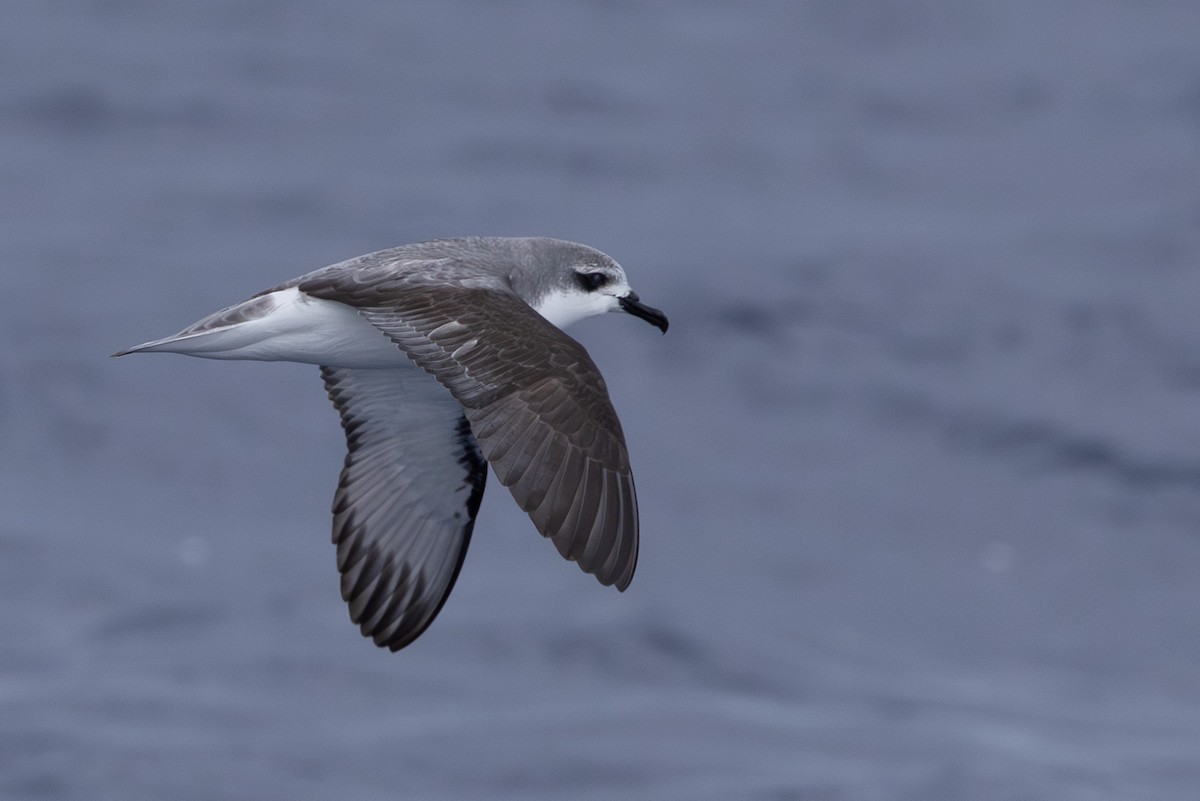 Cook's Petrel - ML640646439