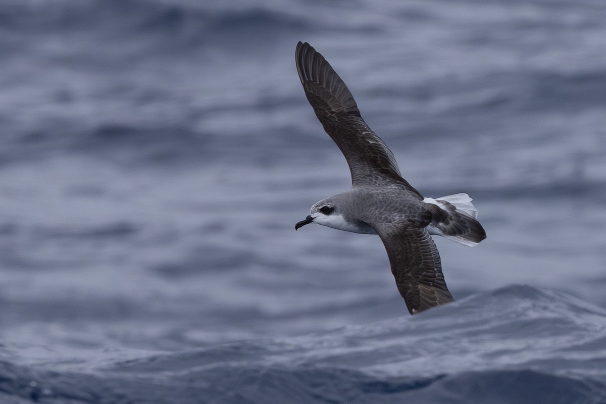 Cook's Petrel - ML640646452