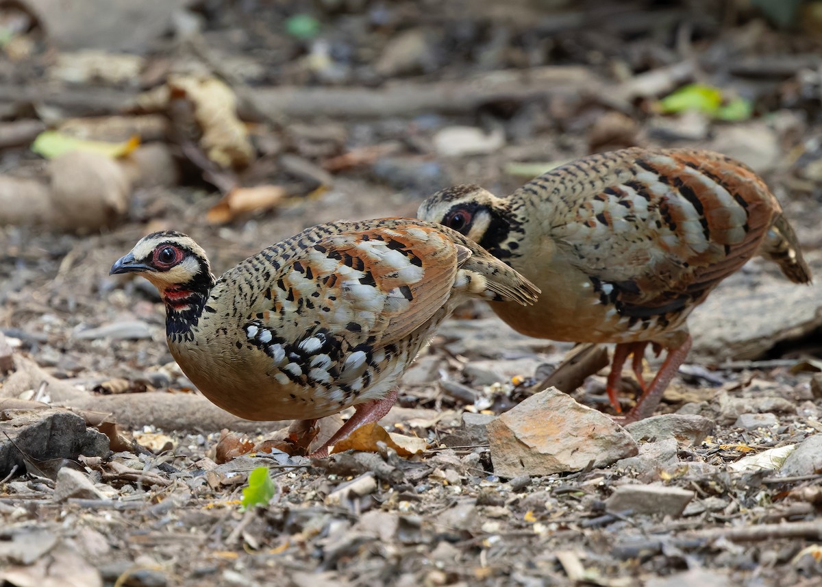 Bar-backed Partridge - ML640646470