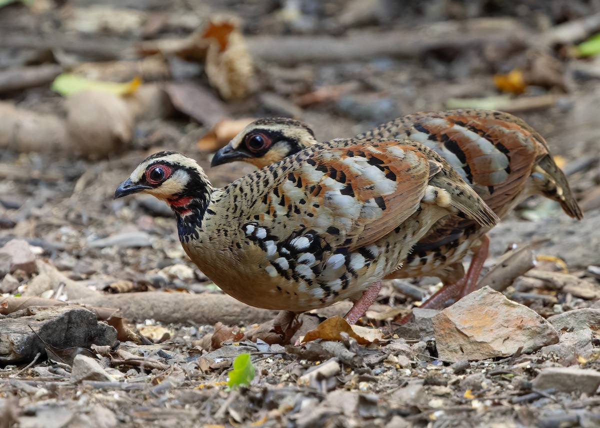 Bar-backed Partridge - ML640646471