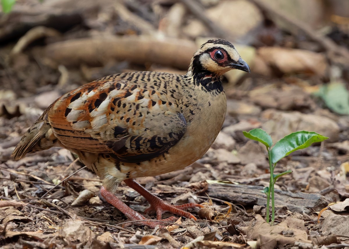 Bar-backed Partridge - ML640646472