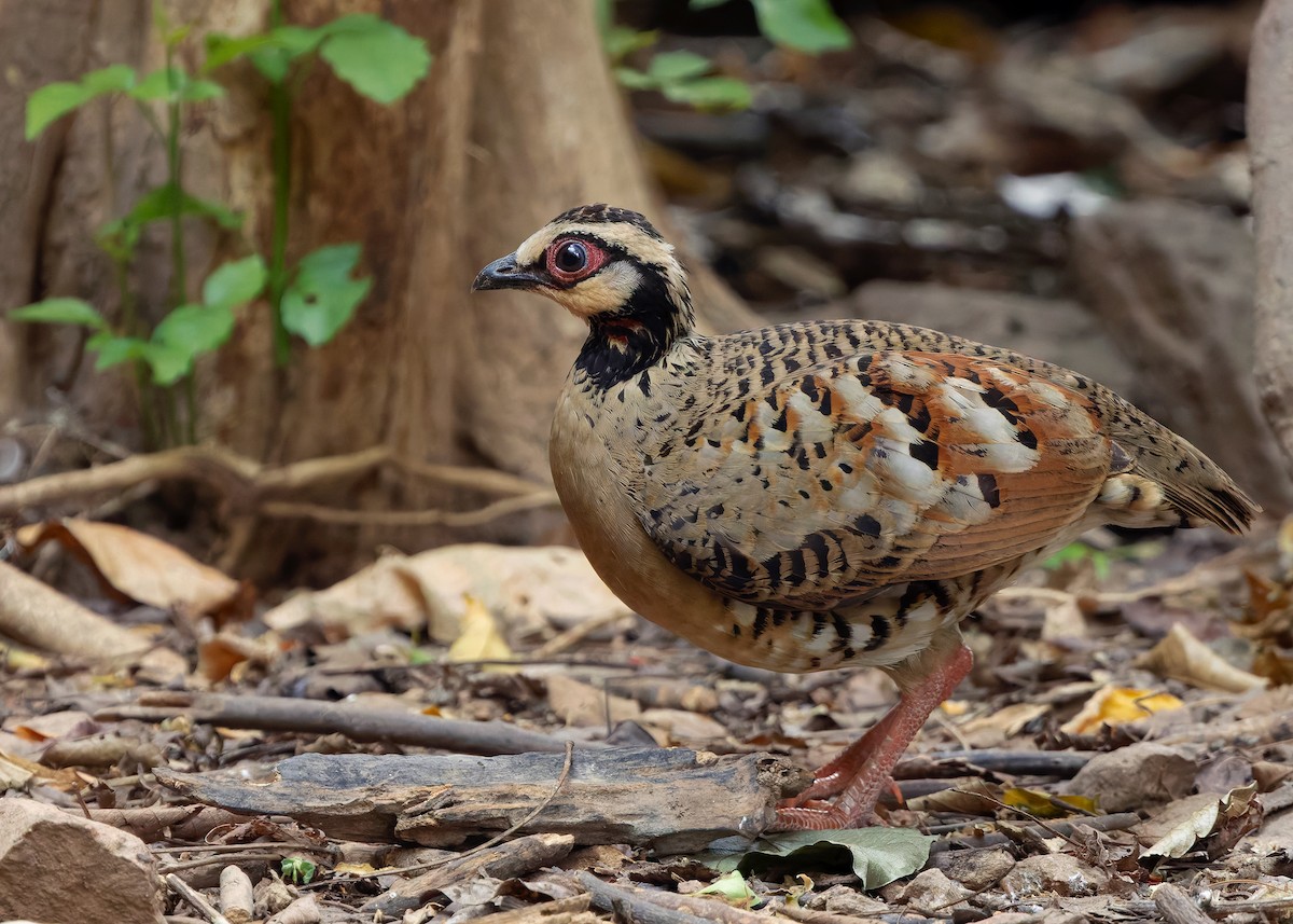 Bar-backed Partridge - ML640646473