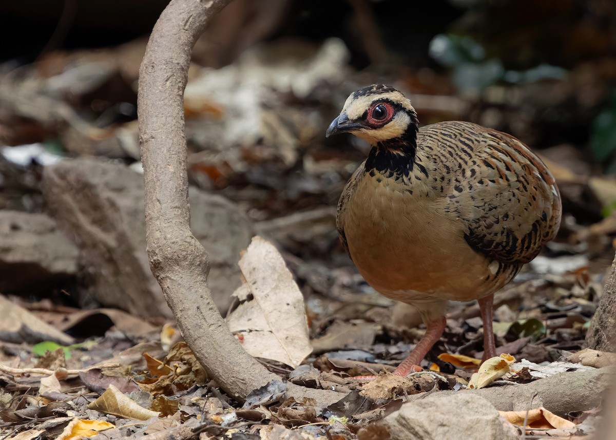 Bar-backed Partridge - ML640646474
