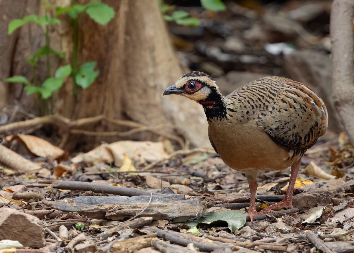 Bar-backed Partridge - ML640646475