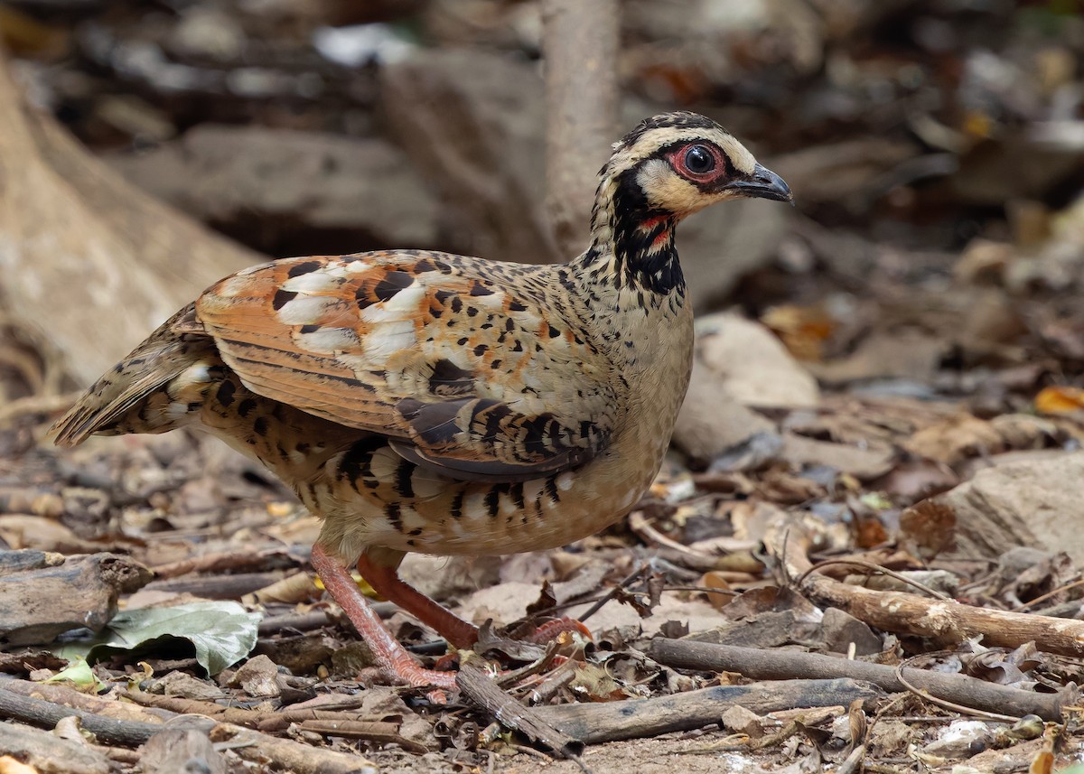Bar-backed Partridge - ML640646476