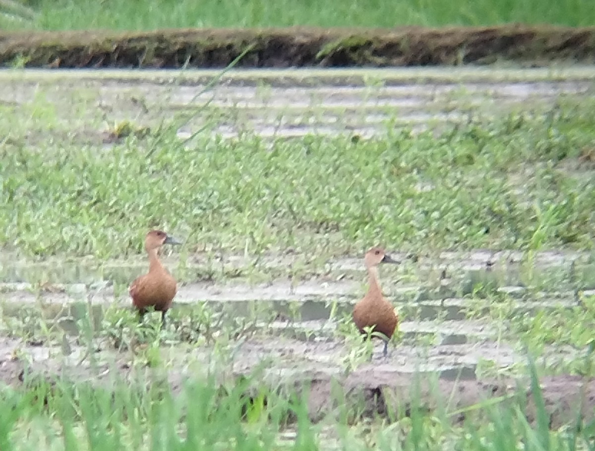 hetteplystreand - ML640646481