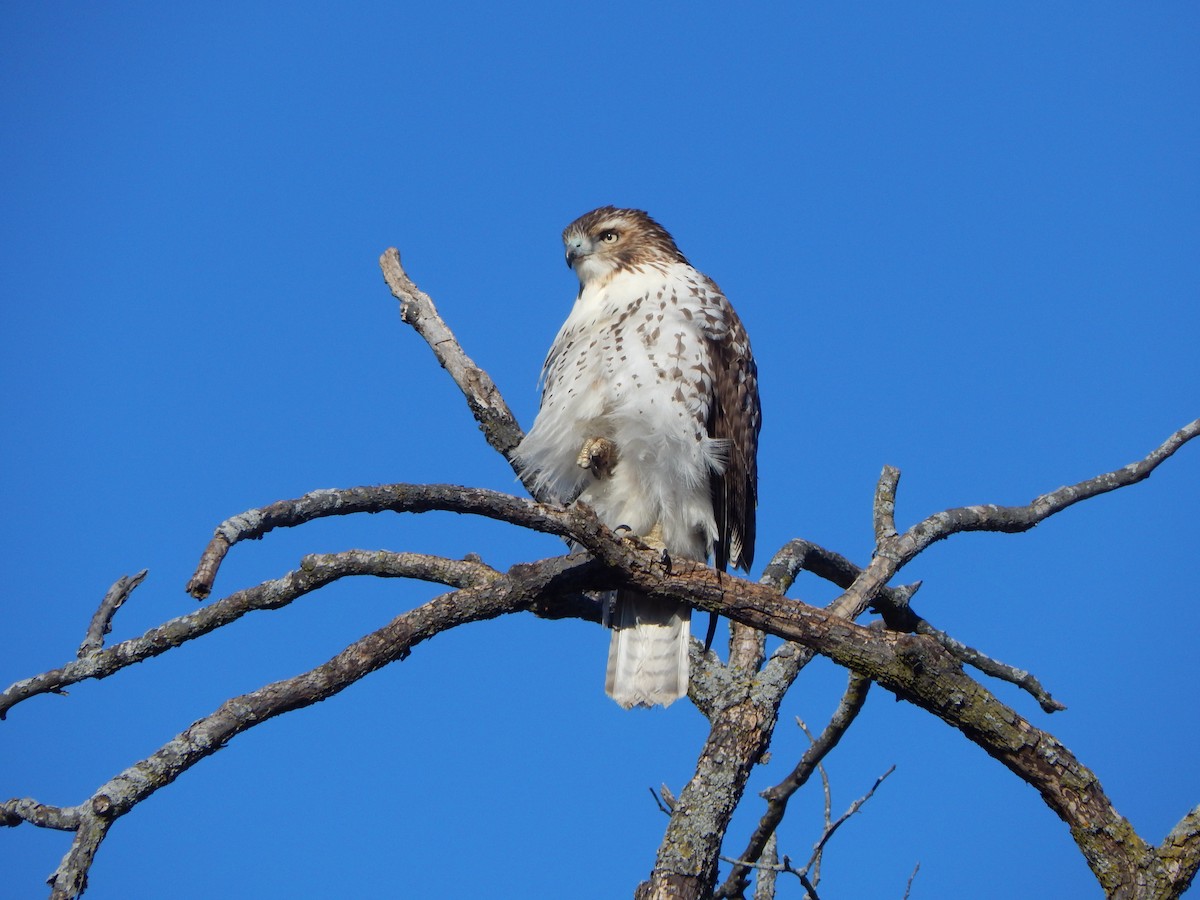 Red-tailed Hawk - ML640646496
