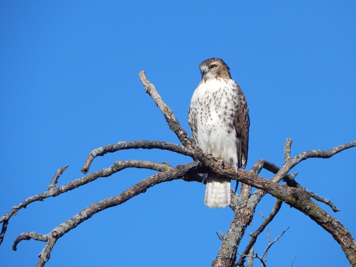 Red-tailed Hawk - ML640646497