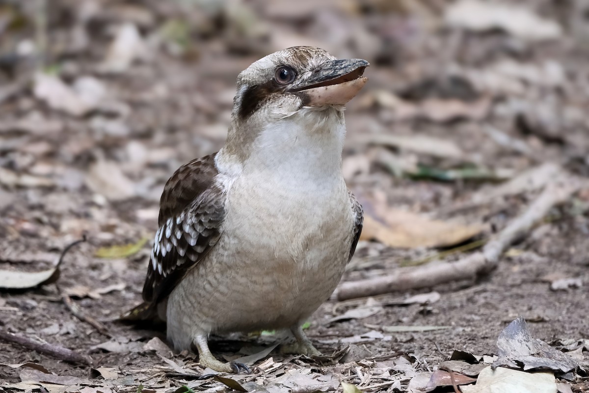 Laughing Kookaburra - ML640646517
