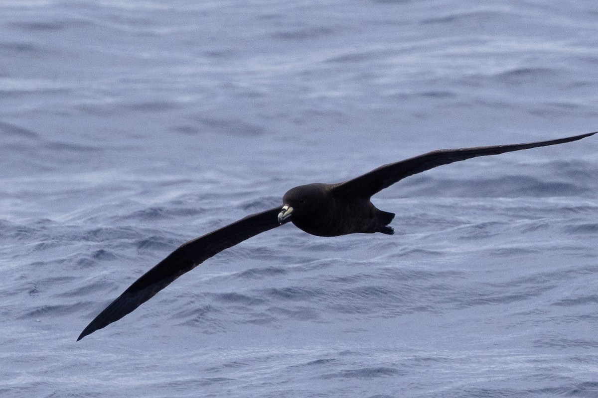 Parkinson's Petrel - ML640646530