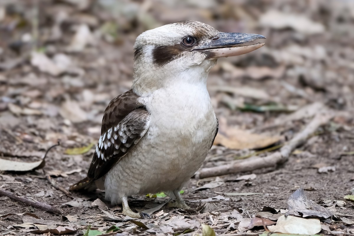 Laughing Kookaburra - ML640646531